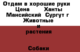 Отдам в хорошие руки › Цена ­ 1 - Ханты-Мансийский, Сургут г. Животные и растения » Собаки   